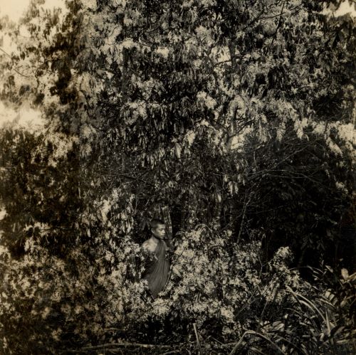 Buddhadasa indapanno archives bw 01 018 003 ed web